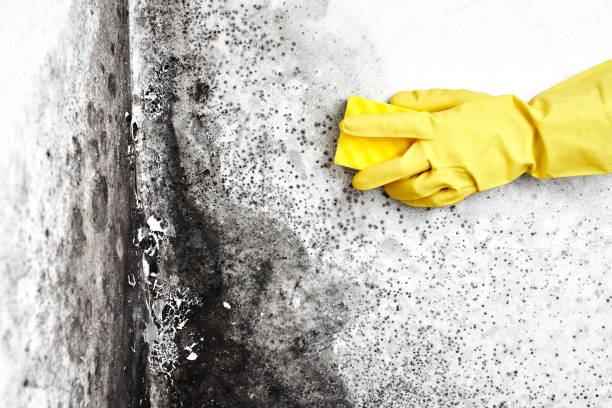 Best Attic Mold Removal  in Crest Hl, IL