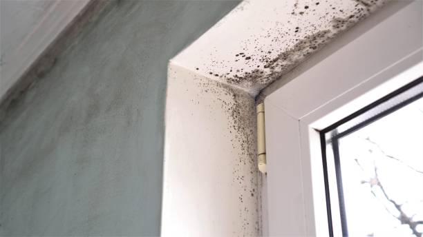 Best Crawl Space Mold Removal  in Crest Hl, IL