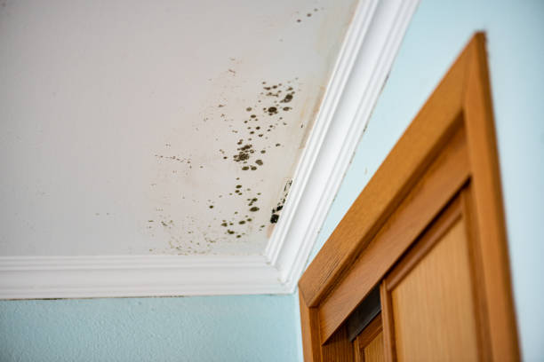 Best Mold Removal Near Me  in Crest Hl, IL