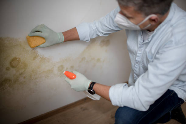 Best Emergency Mold Removal  in Crest Hl, IL