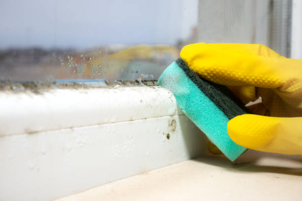 Best Mold Cleaning Services  in Crest Hl, IL