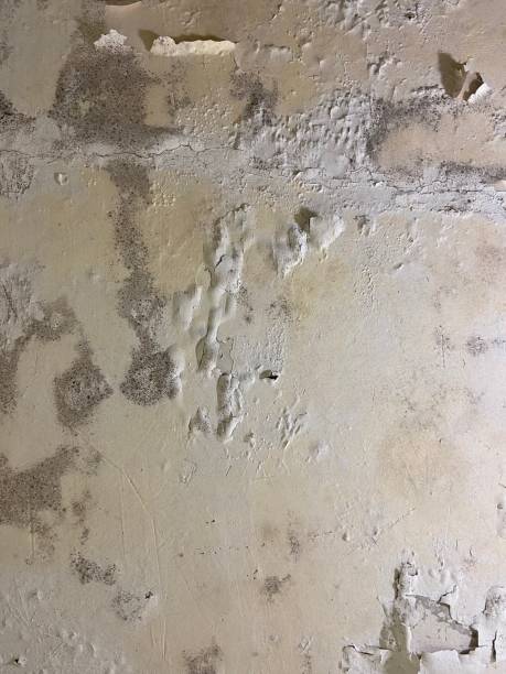Best Same-Day Mold Removal  in Crest Hl, IL