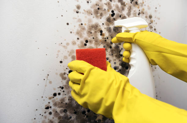 Best Black Mold Removal  in Crest Hl, IL