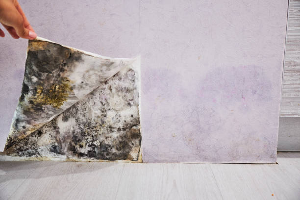 Best Best Mold Removal Companies  in Crest Hl, IL